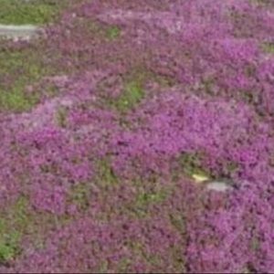 Meet your Posher, Elle.